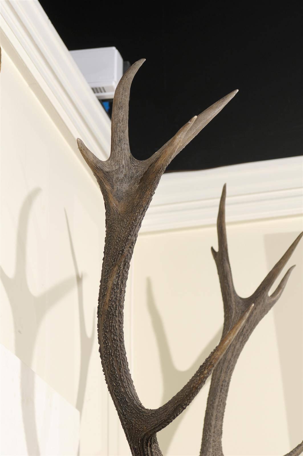 Hand-Carved Large Black Forest Stag Head, circa 19th c