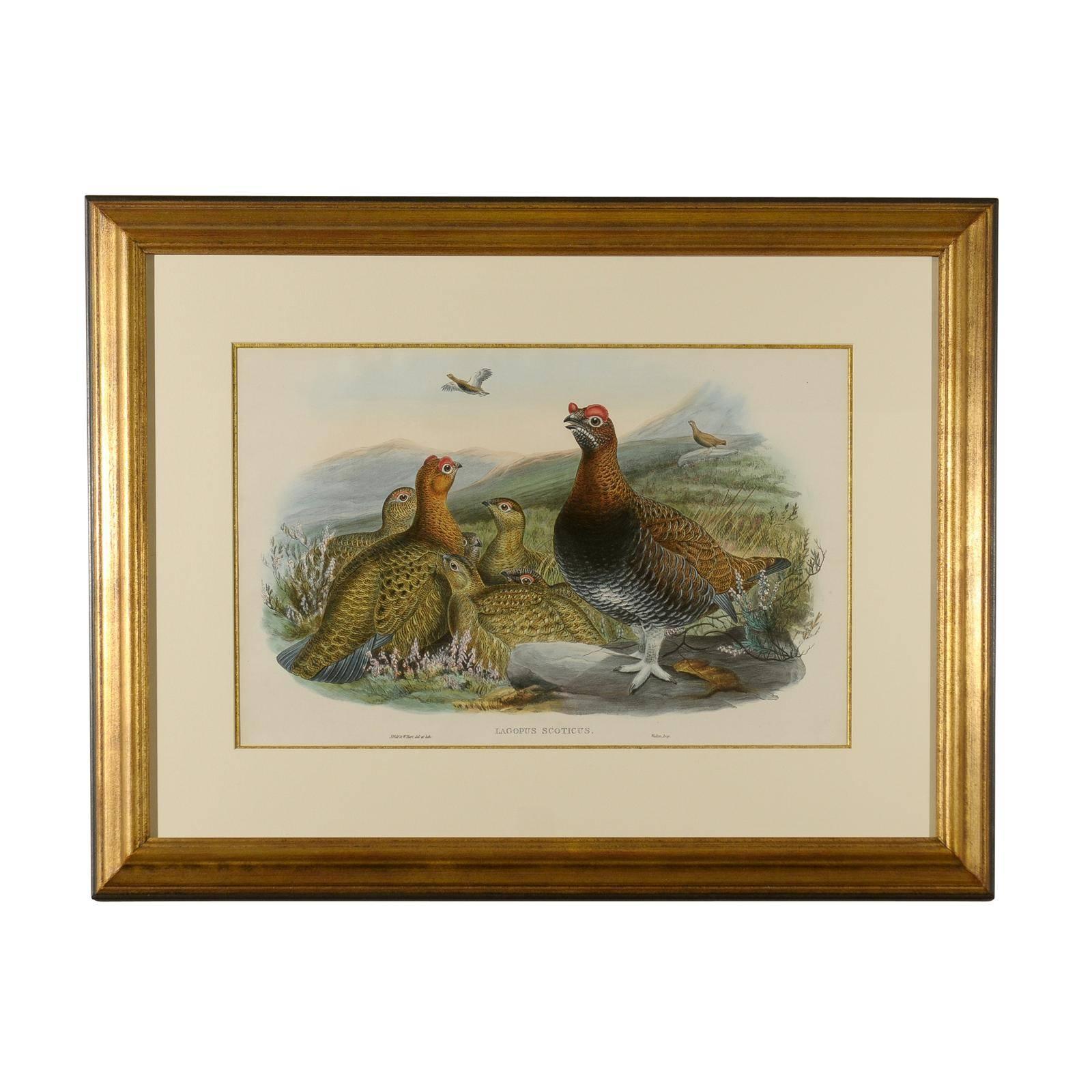 J.Wolf and W. Hart Red Grouse Print For Sale