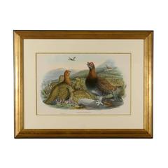 J.Wolf and W. Hart Red Grouse Print