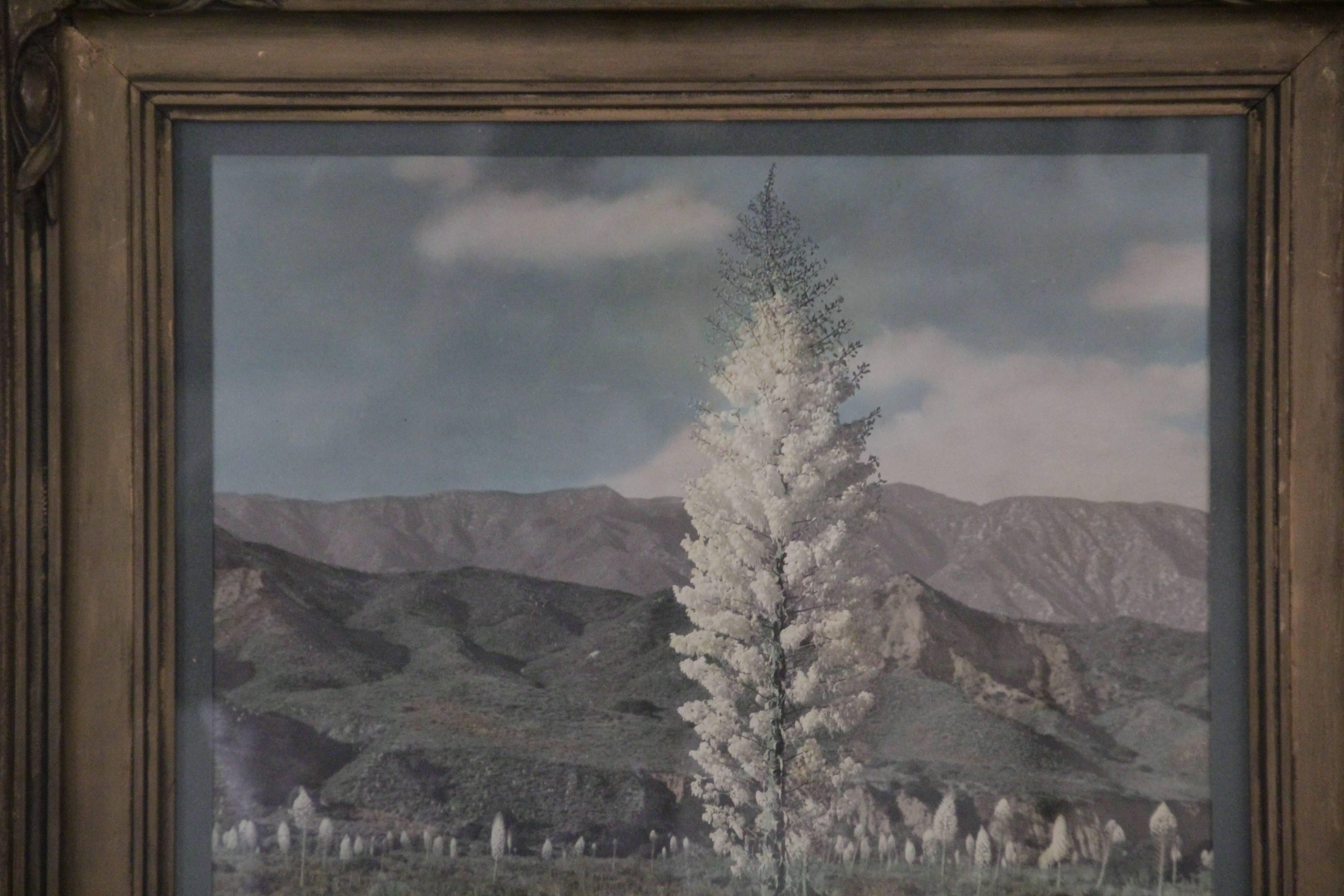 Early 20th Century 1920s Large-Scale Hand Tinted Photograph of the Desert and Yucca