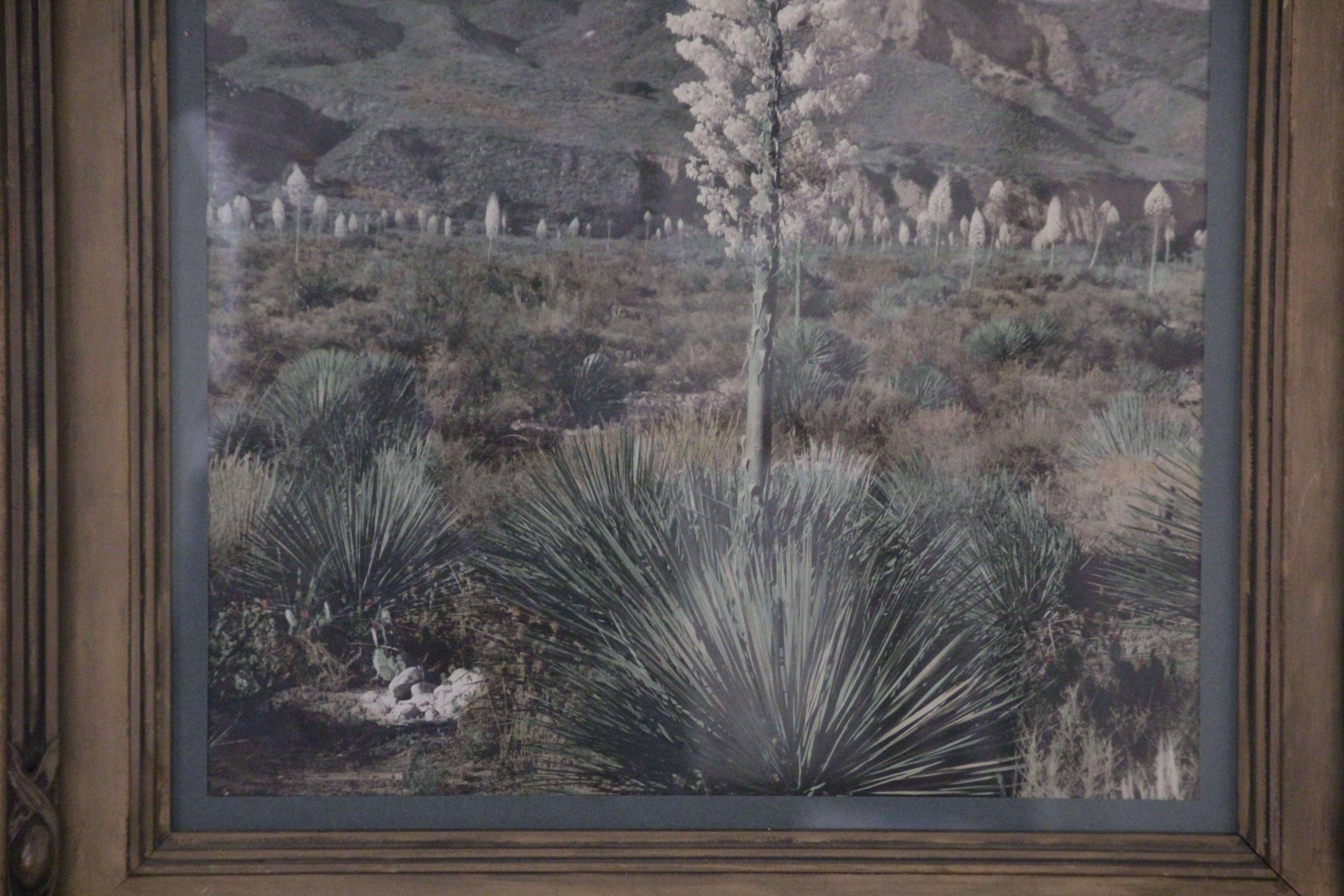 1920s Large-Scale Hand Tinted Photograph of the Desert and Yucca 2
