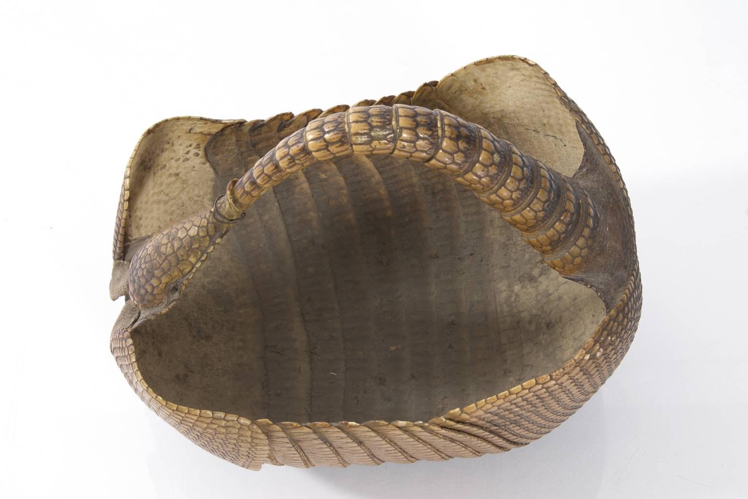 armadillo basket for sale