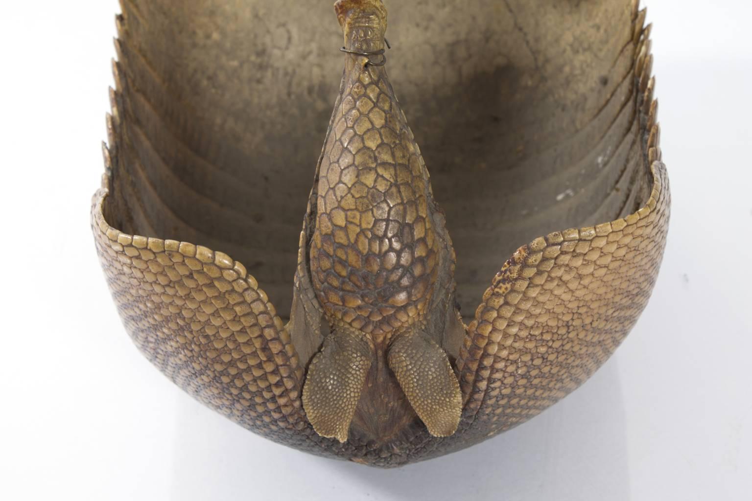 armadillo bowl