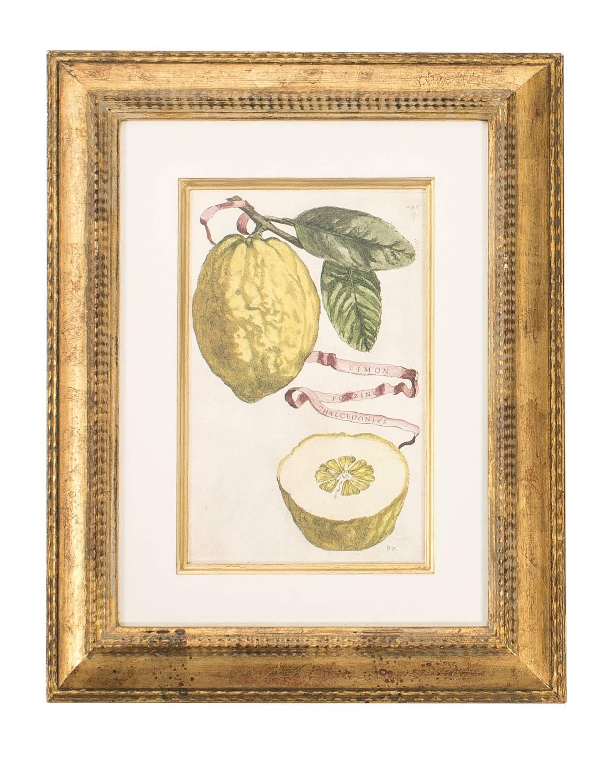 Pair of framed botanical prints depicting lemons: fruits and leaves.
         