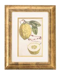 Framed Botanical Prints