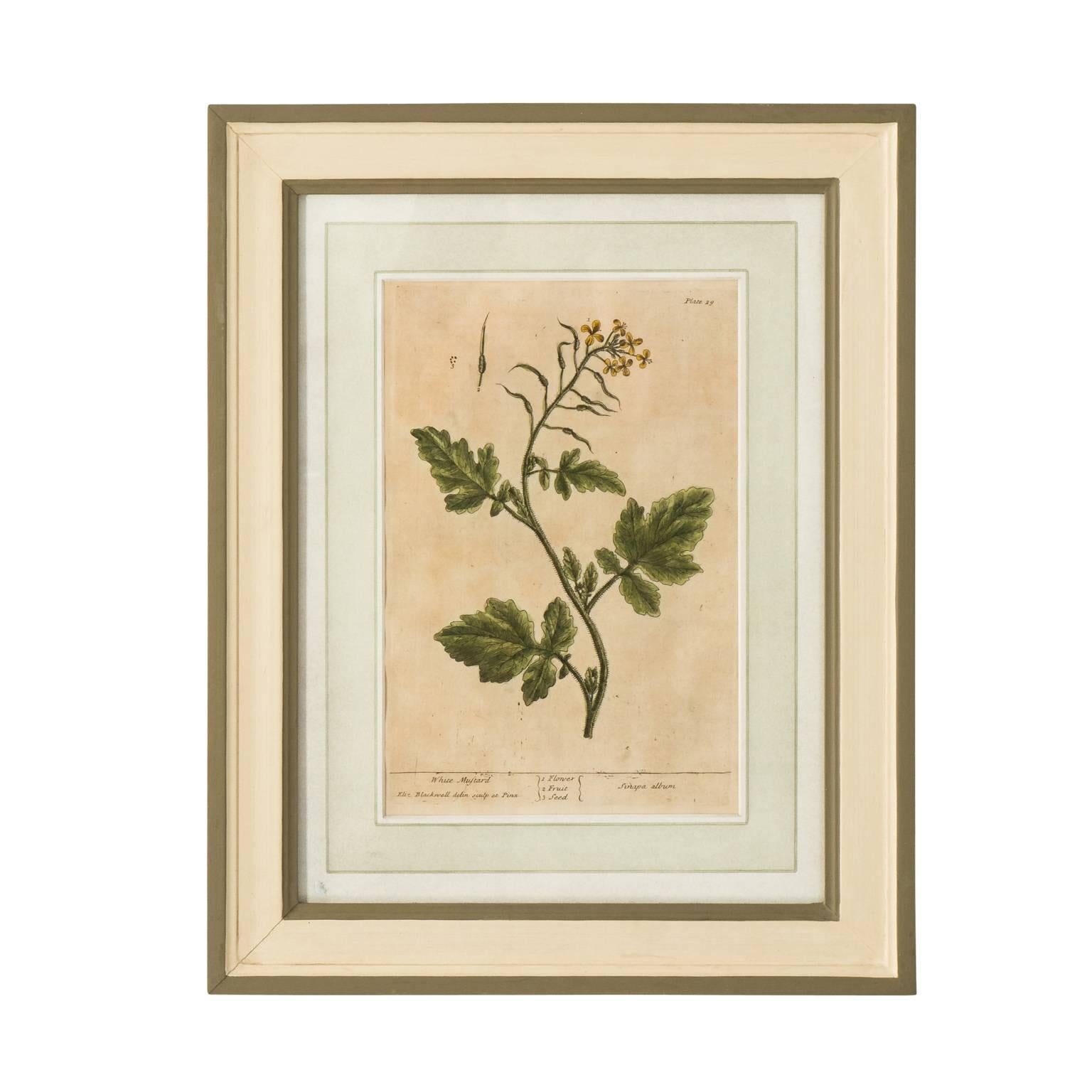 Set of Six Copper Plate Engravings of Herbs by N.F. Eisenberger Nuremberg For Sale 1