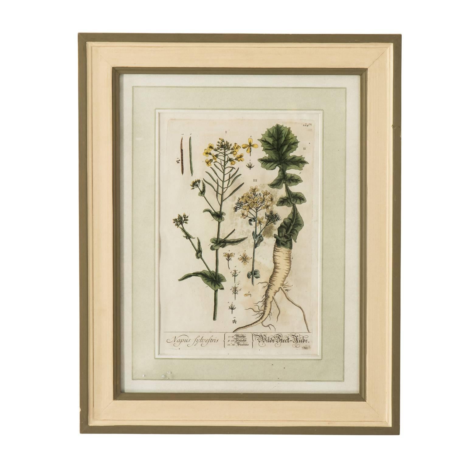 German Set of Six Copper Plate Engravings of Herbs by N.F. Eisenberger Nuremberg For Sale