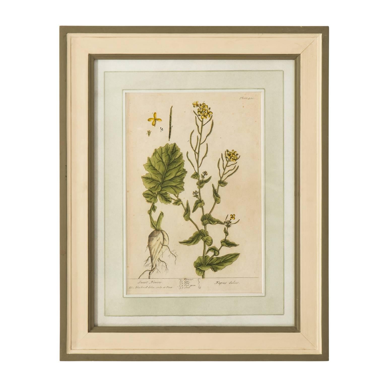 Set of Six Copper Plate Engravings of Herbs by N.F. Eisenberger Nuremberg For Sale 4