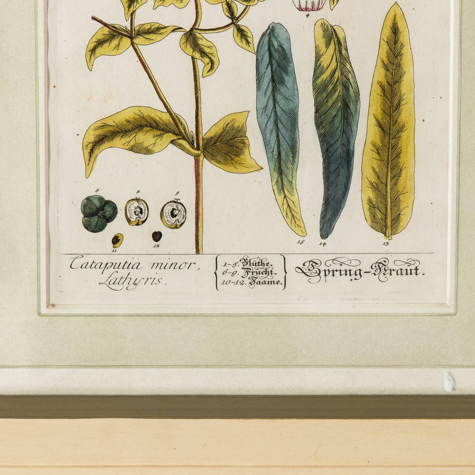 18th Century Set of Six Copper Plate Engravings of Herbs by N.F. Eisenberger Nuremberg For Sale