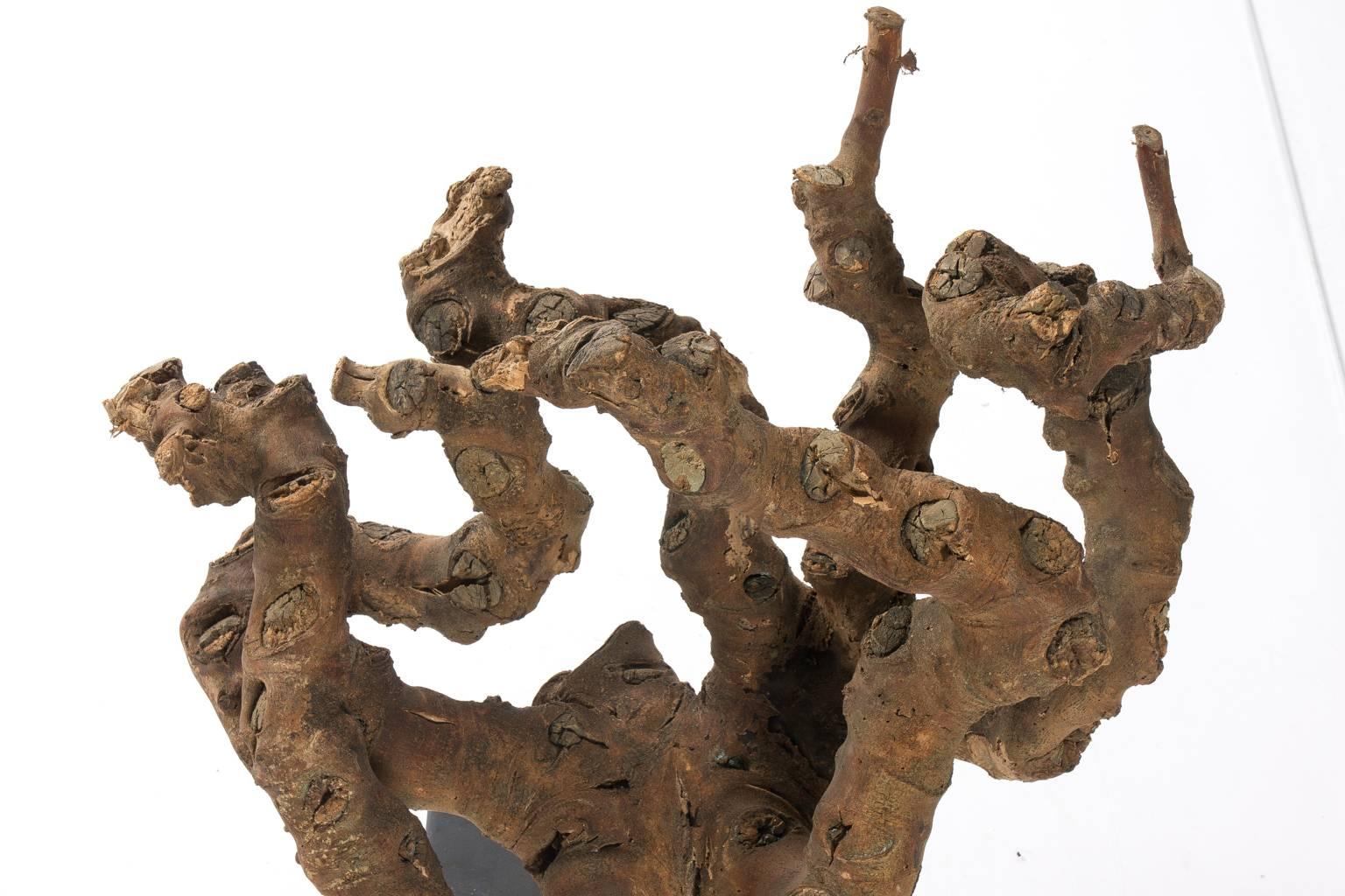 wood root sculpture