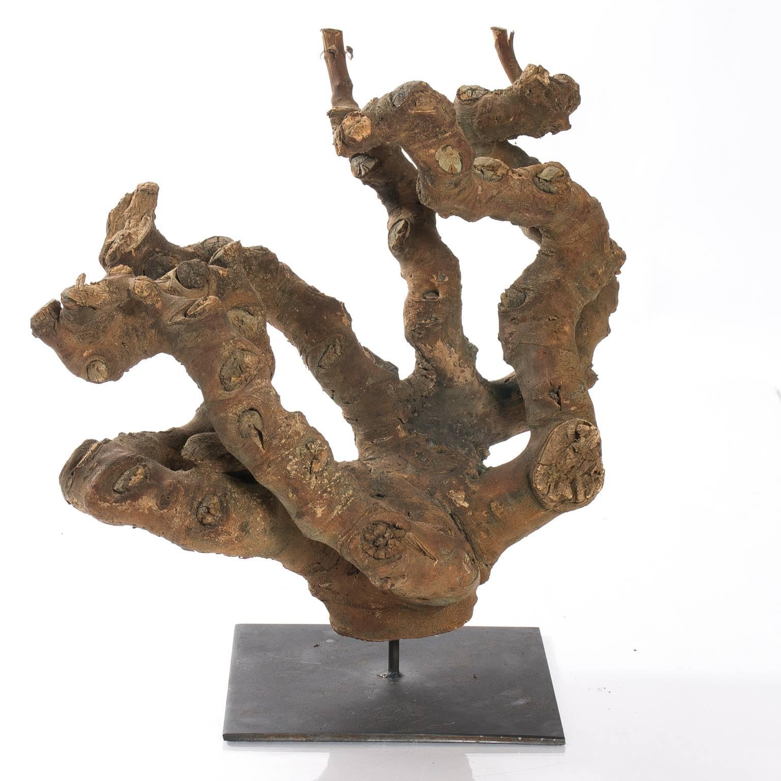 20th Century Root Sculpture For Sale