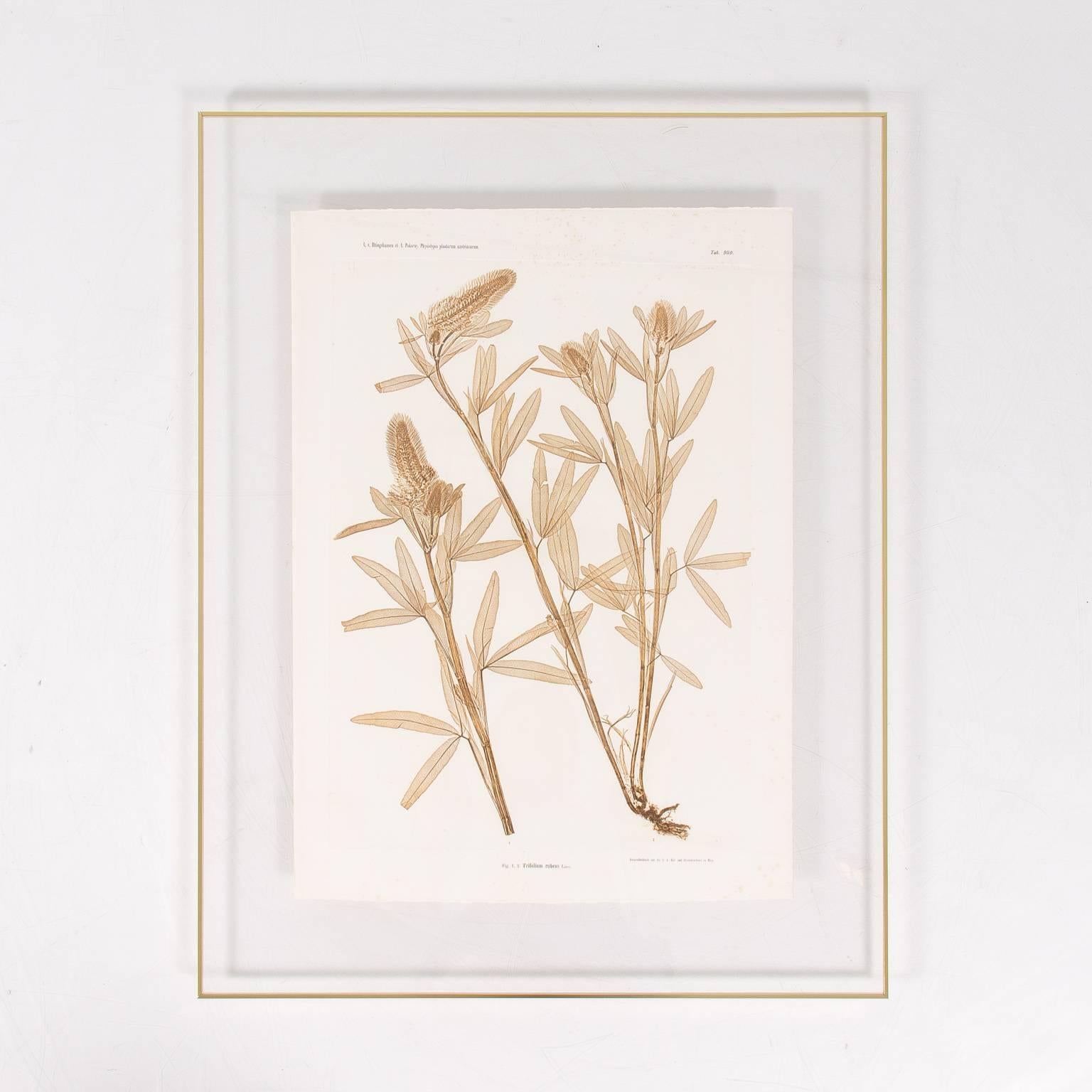 Pair of Botanical Prints by Constantin von Ettingshausen 1