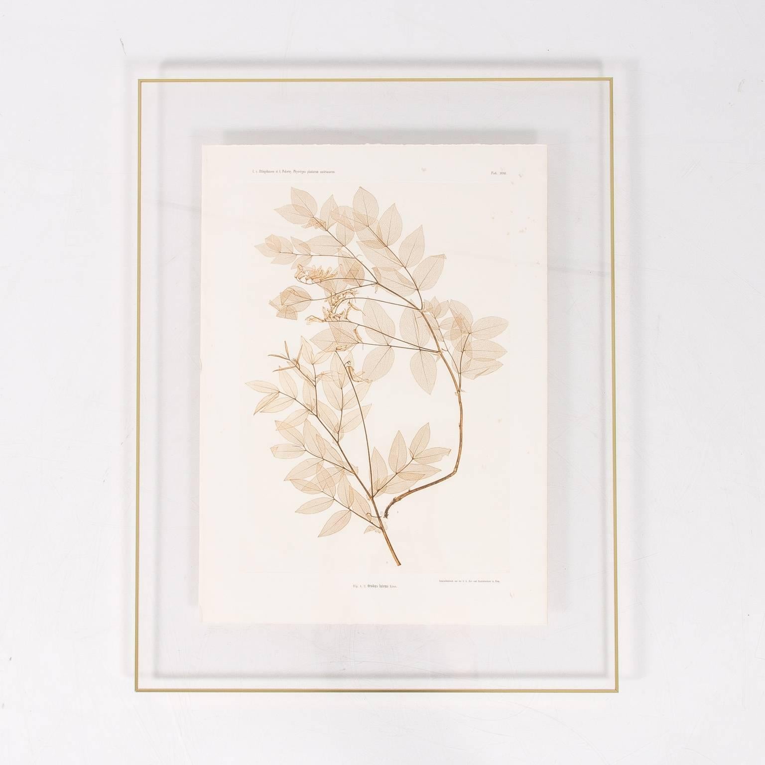 Pair of Botanical Prints by Constantin von Ettingshausen 2