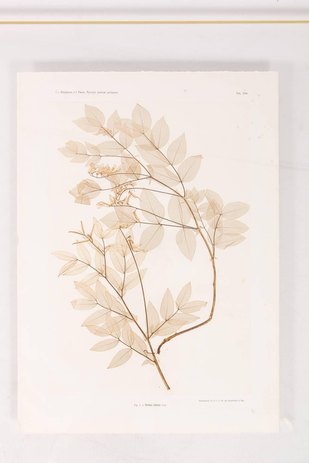 Pair of Botanical Prints by Constantin von Ettingshausen 3