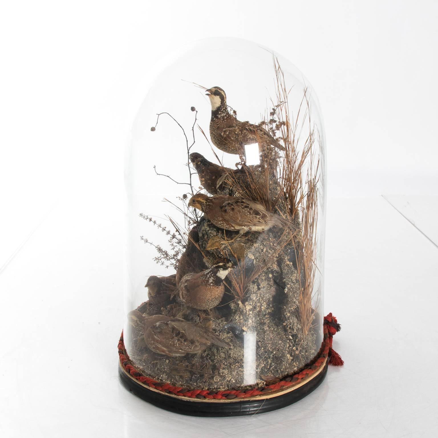 Glass dome bird display of habitat scene.
 