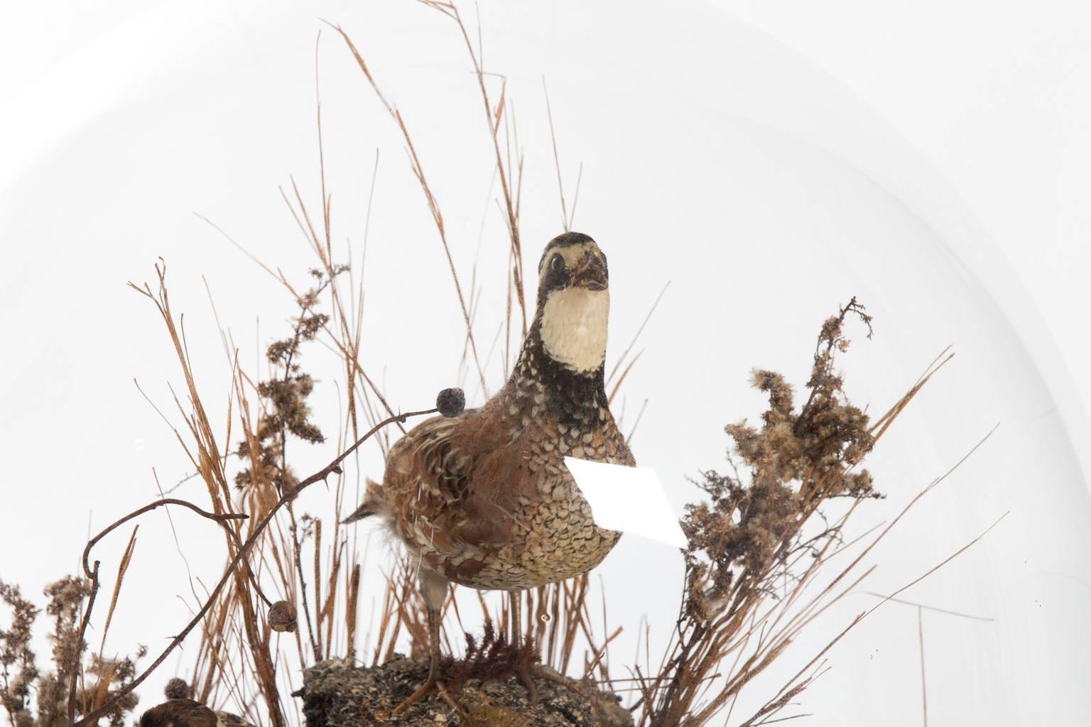 bird in glass dome