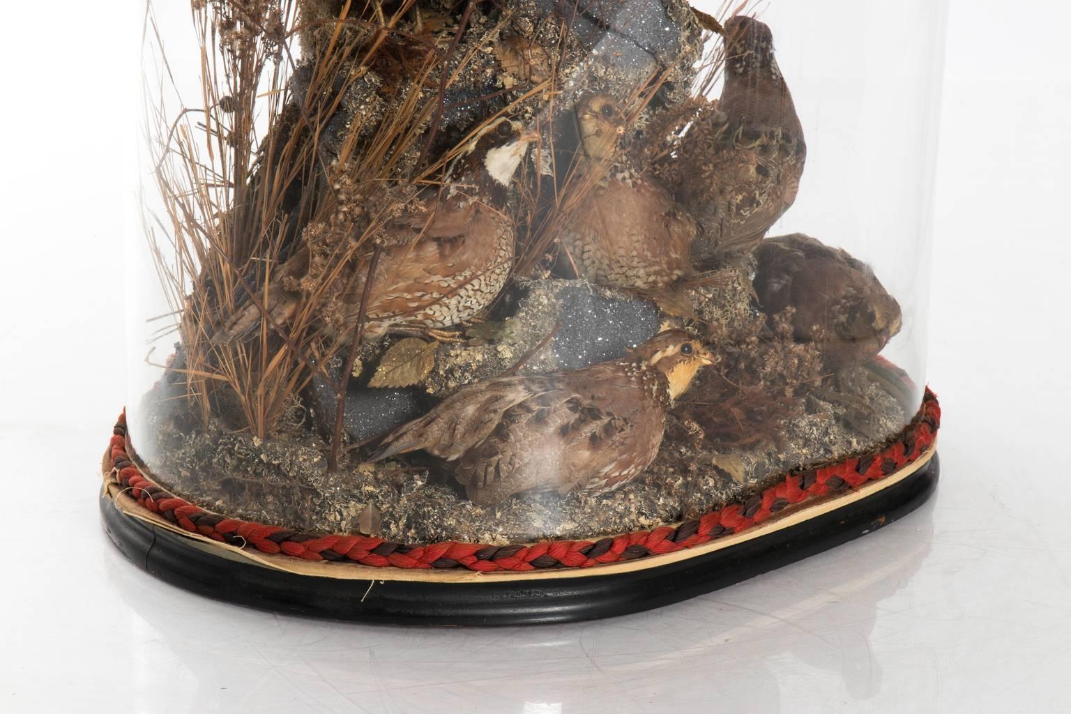 20th Century Victorian Glass Dome Bird Display