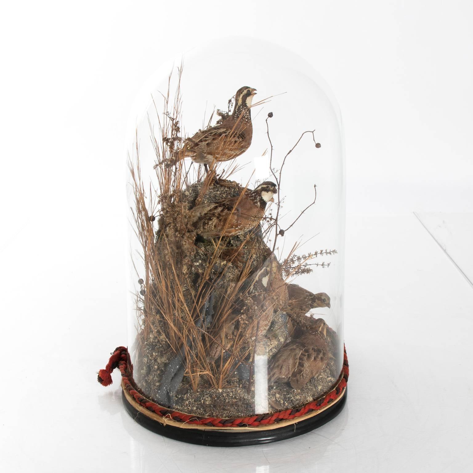 Victorian Glass Dome Bird Display 1