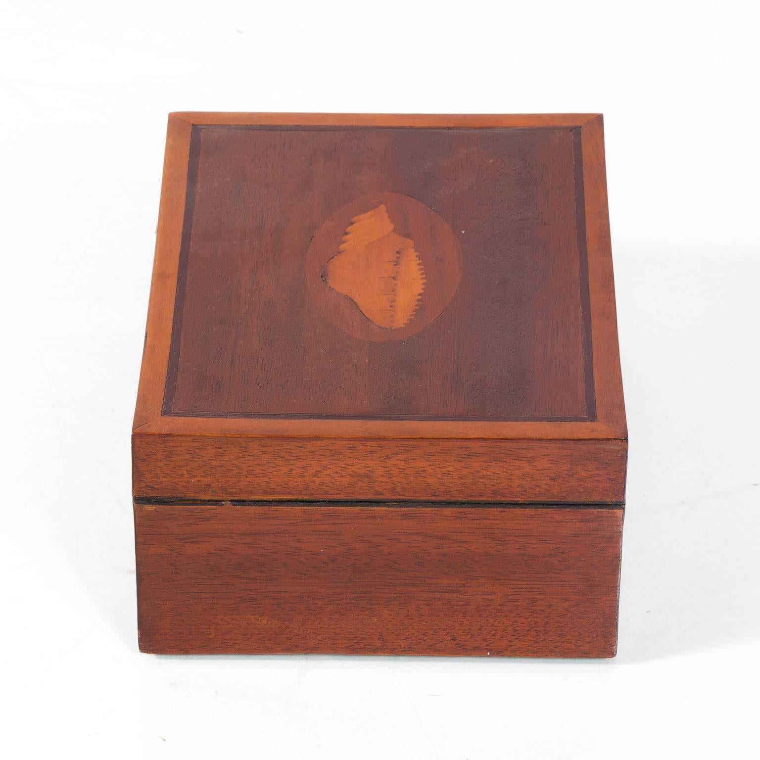 Mahogany Box with Shell Design 4