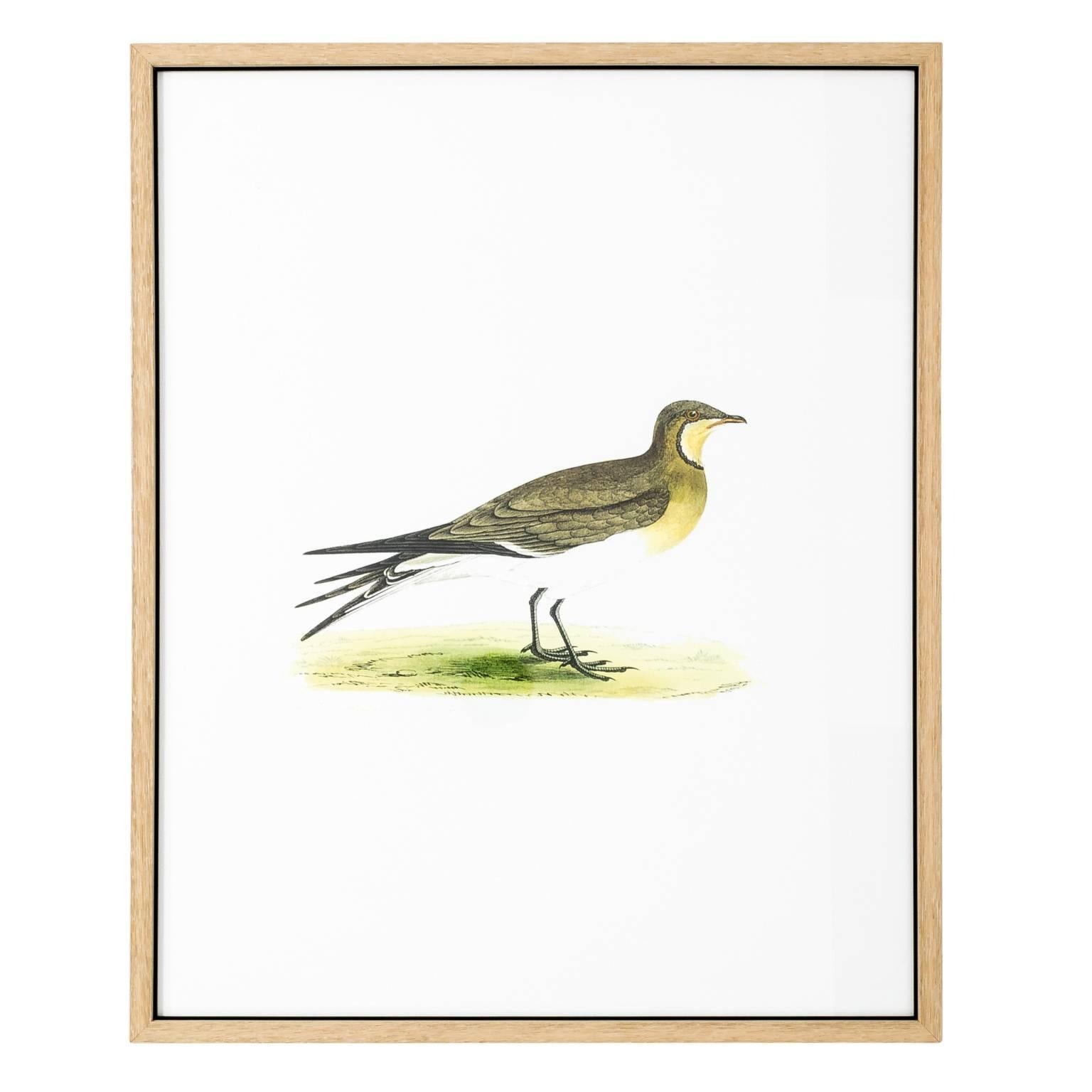 Pair of 19th Century Bird Prints 2
