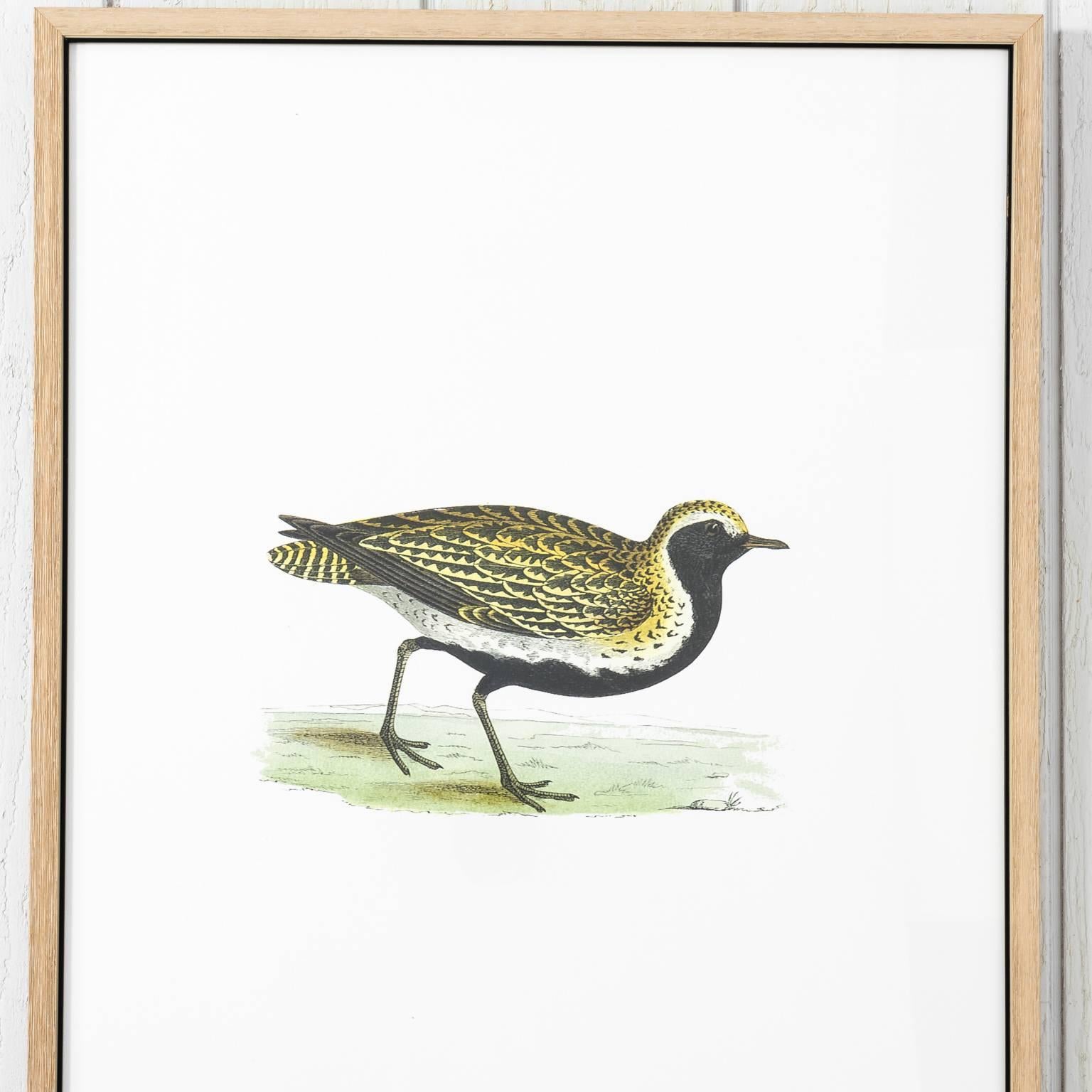Pair of 19th Century Bird Prints In Good Condition In Stamford, CT