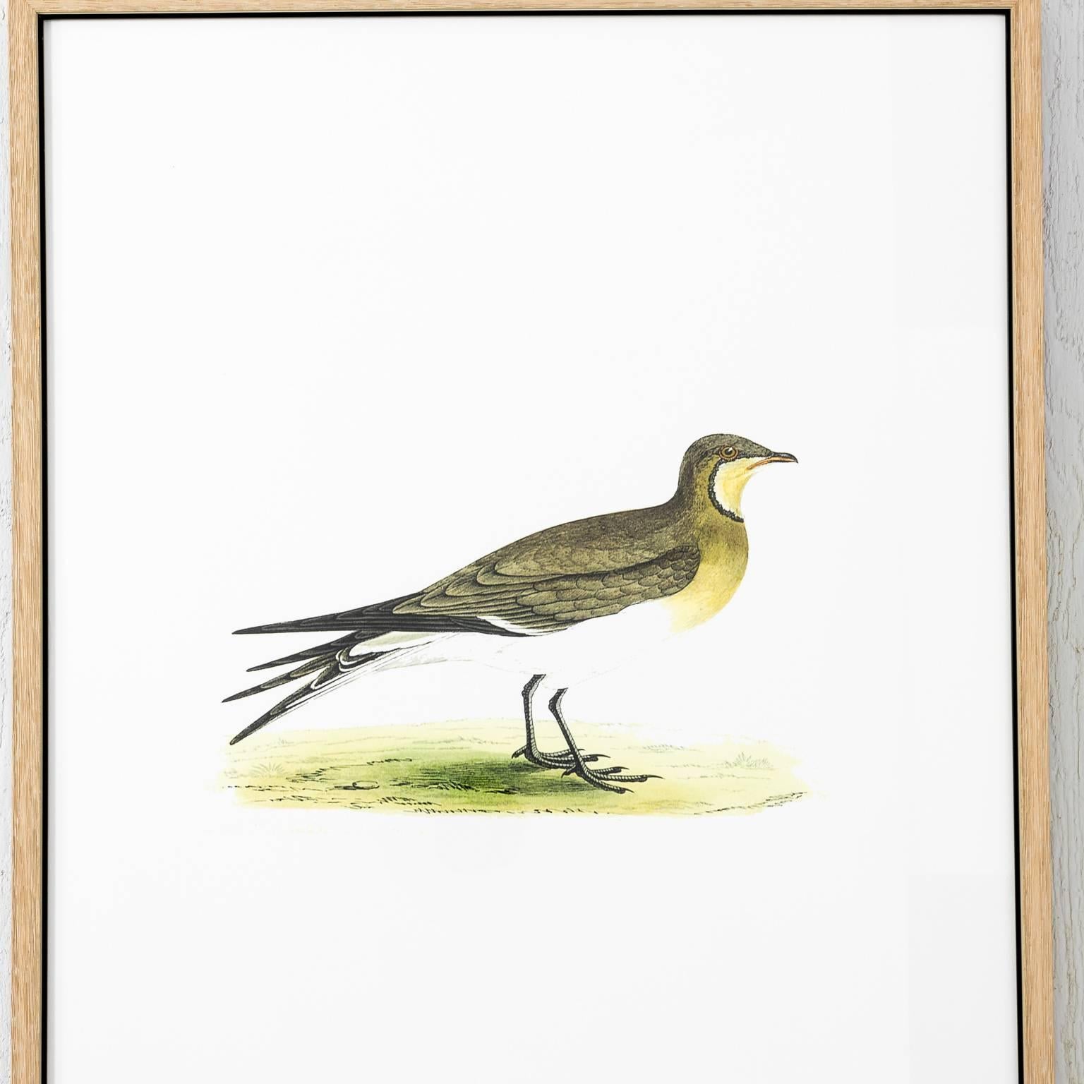 Pair of 19th Century Bird Prints 3