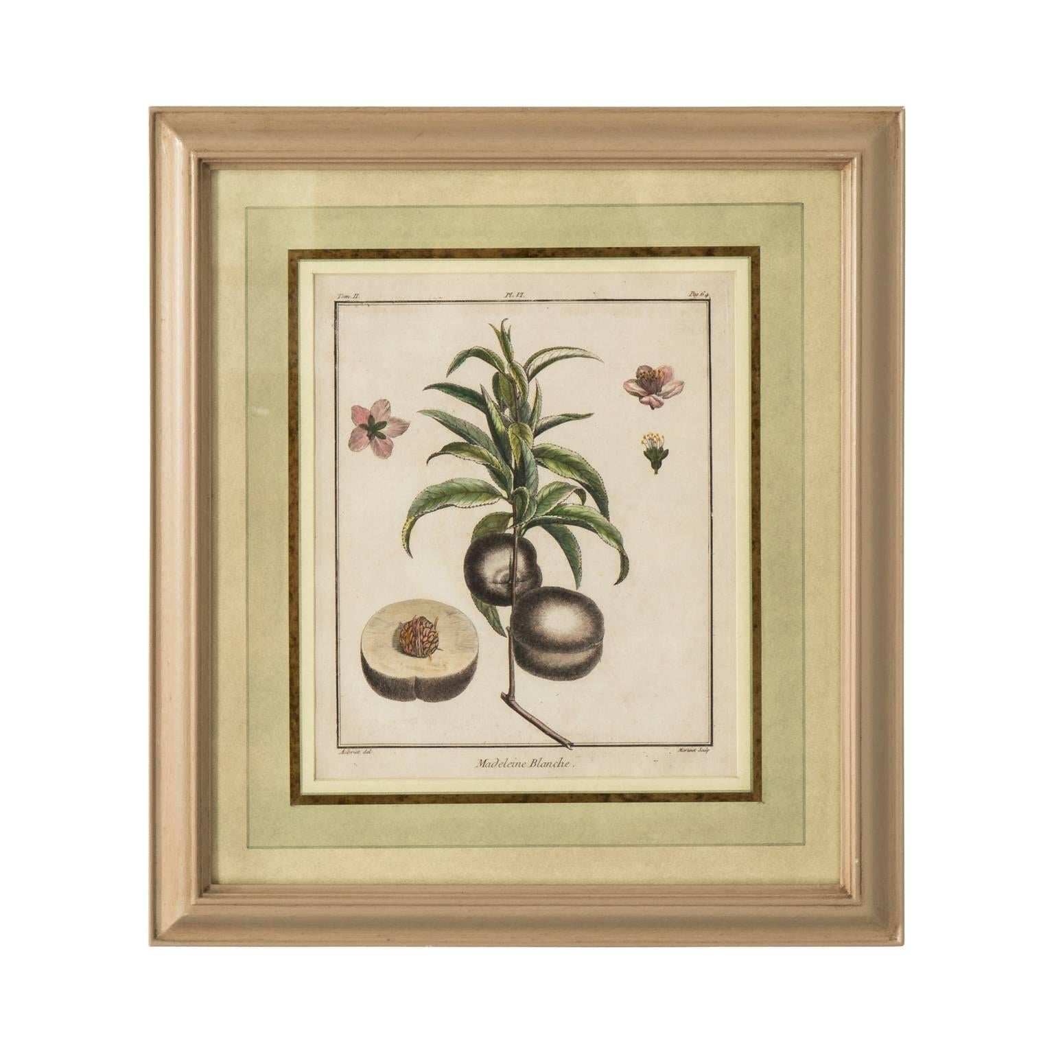 Set of four hand-colored martinet fruit engravings, circa 1850.
 