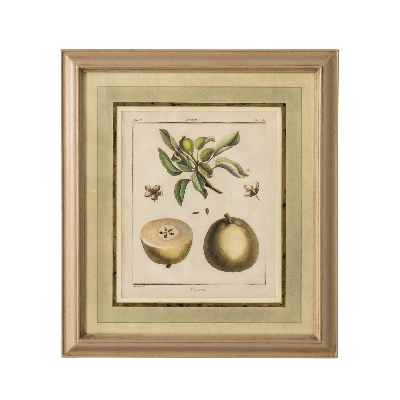 19th Century Set of Four Martinet Fruit Engravings