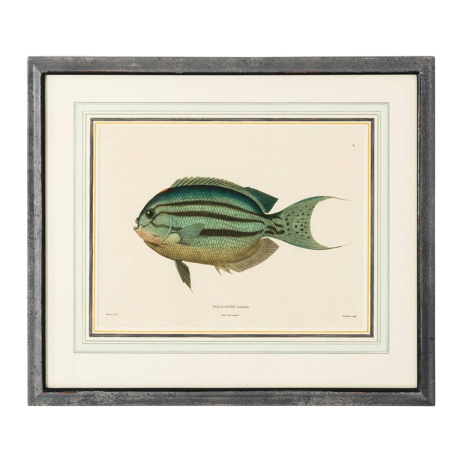 Pair of fish lithographs, circa early 20th century.
 