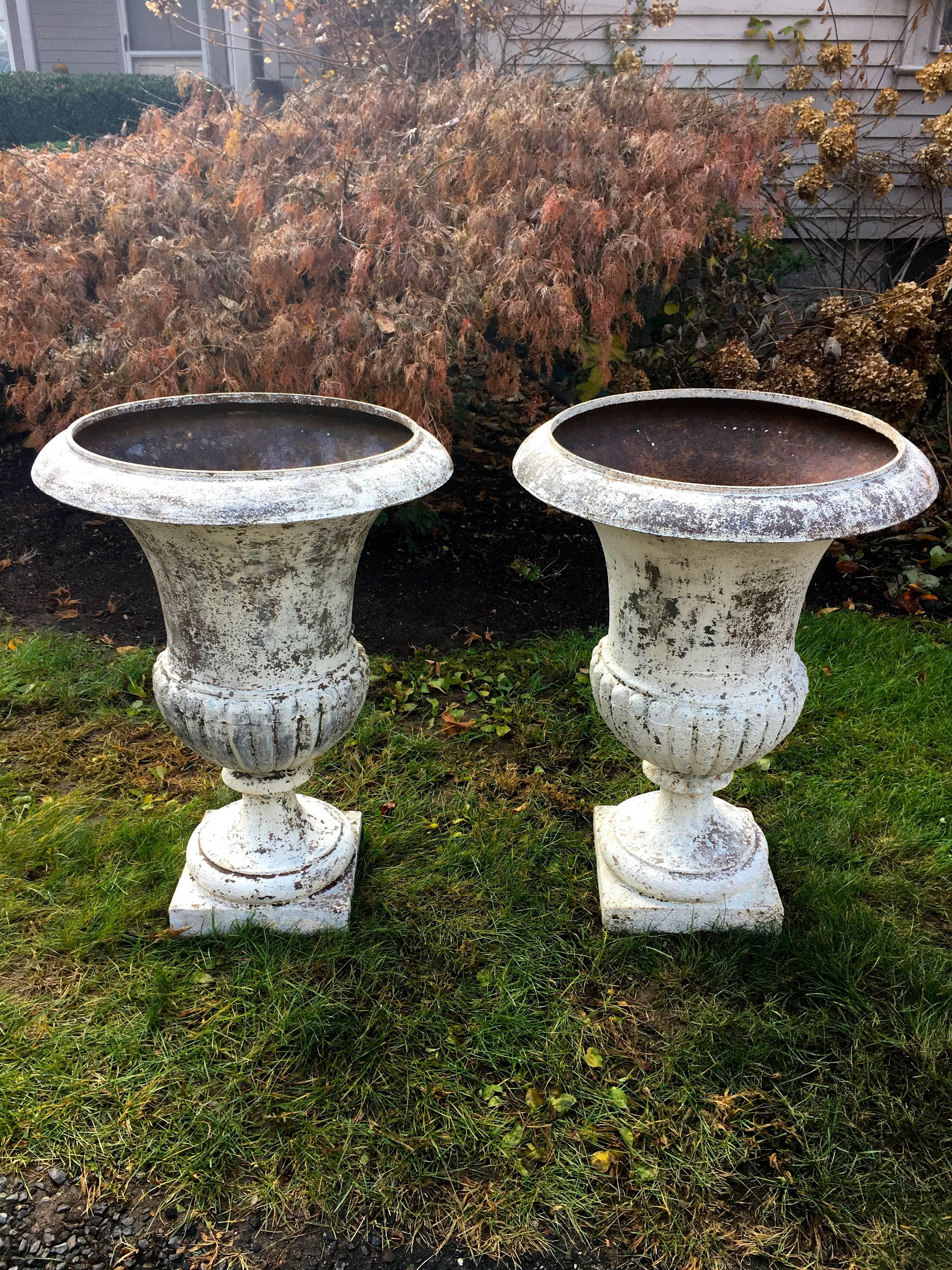 Truly magnificent, these classical cast iron Medici urns are French and date to around 1840. In perfect condition and in old weathered white painted surface, their scale will amaze. Very rare to find such an enormous pair in this condition. The