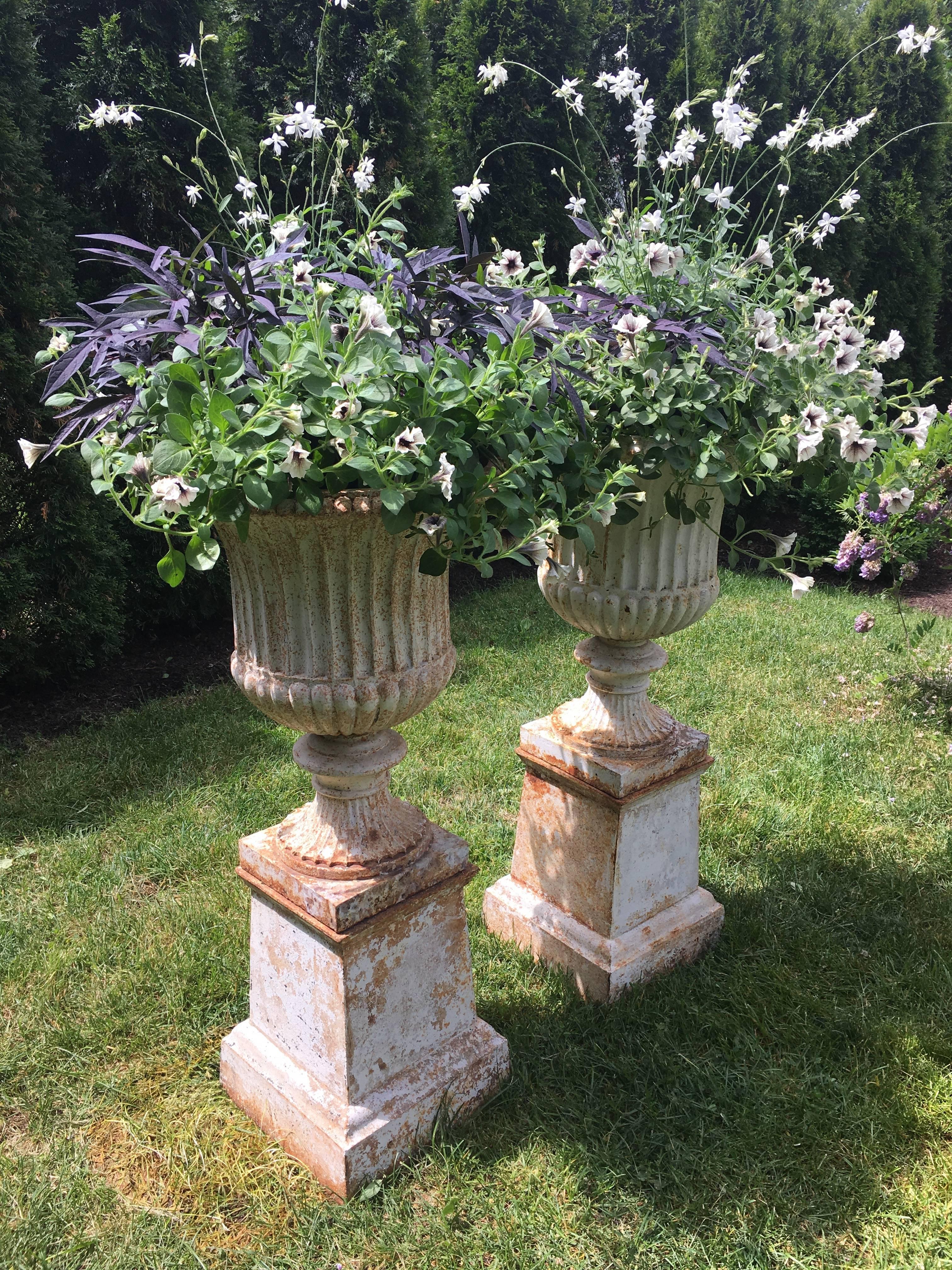 It's unusual these days to be able to find a good pair of 19th century cast iron campana urns with such elegant proportions and in fine shape. These are the real deal and feature stunning fluted bowls with pronounced egg rim and starburst feet. The