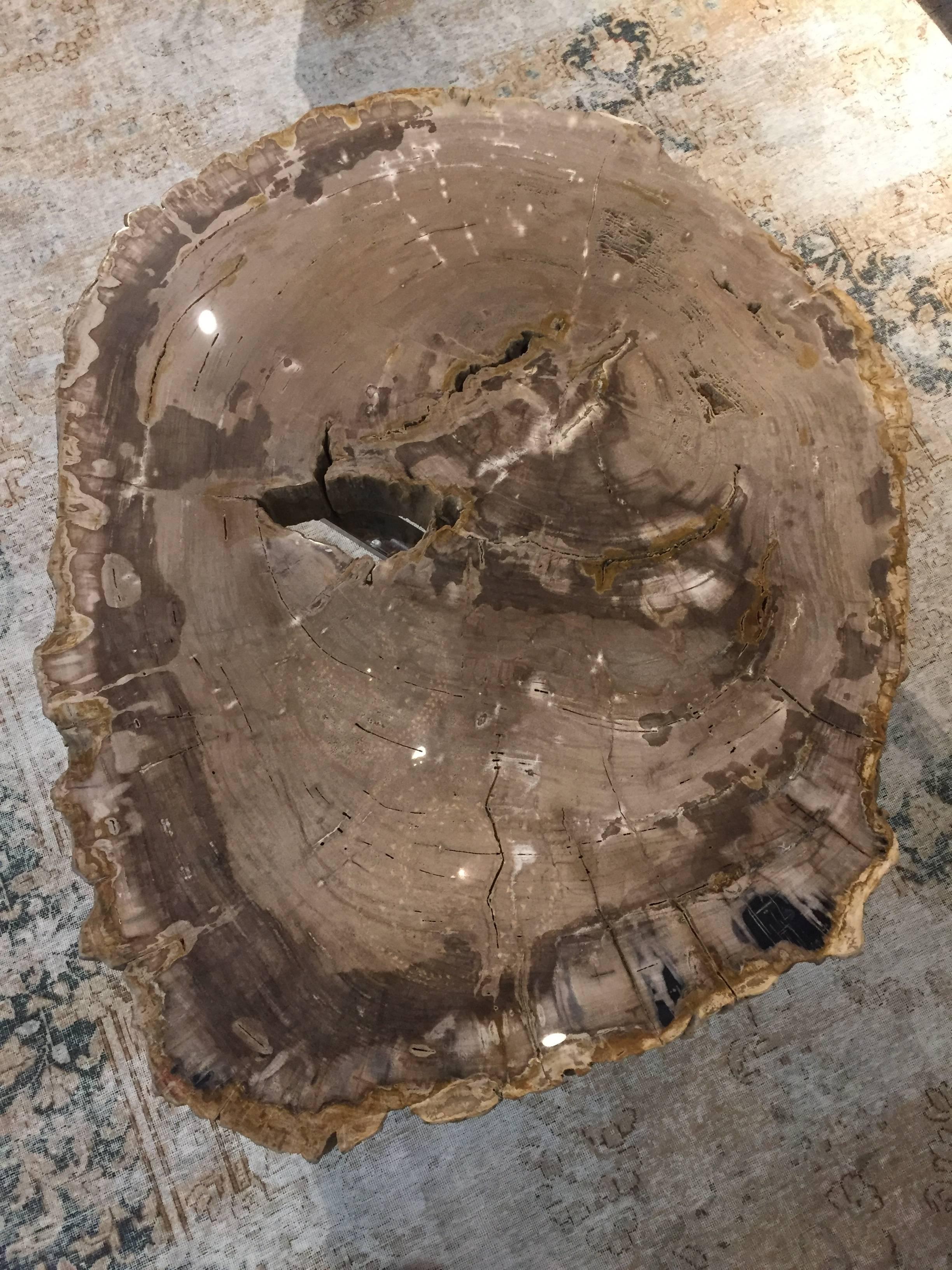 Very Nice Large Modern Petrified Wood Coffee Table with Steel Base In Excellent Condition In Montecito, CA
