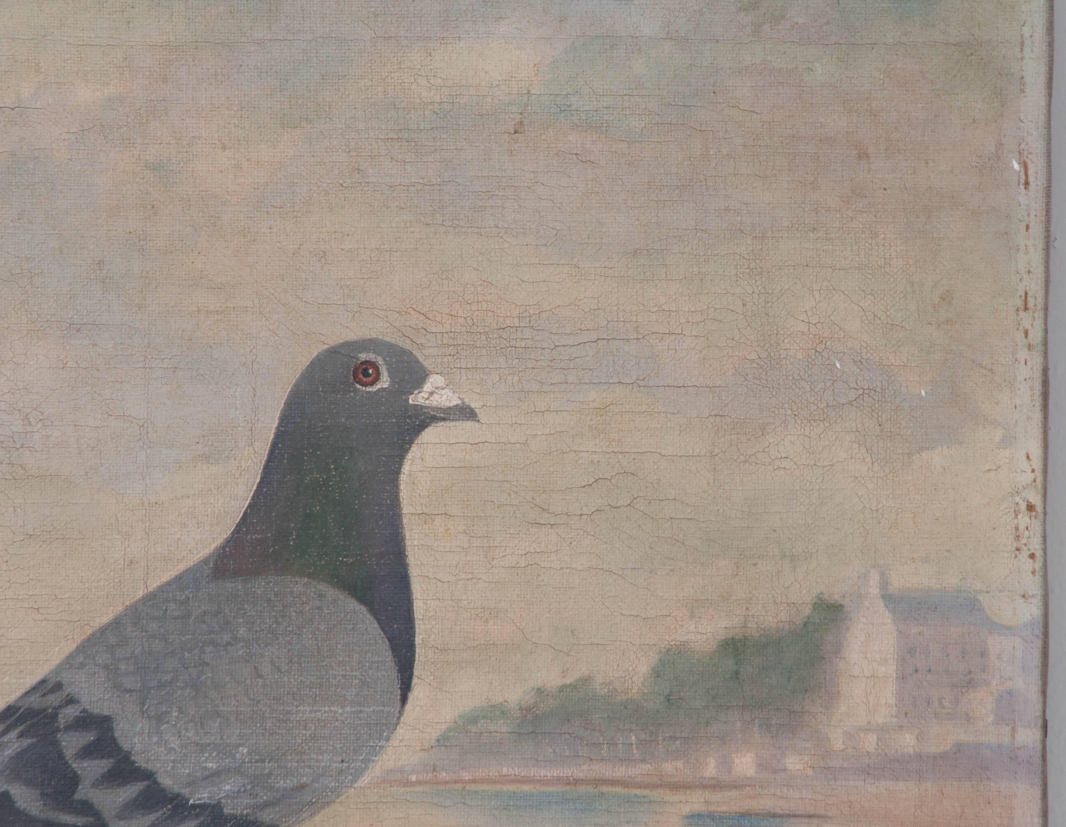 pigeon paintings for sale