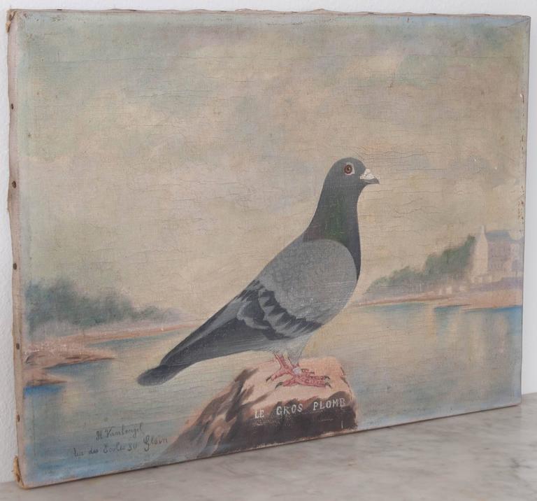 19th Century French Painting of a Racing Pigeon at 1stDibs pigeon