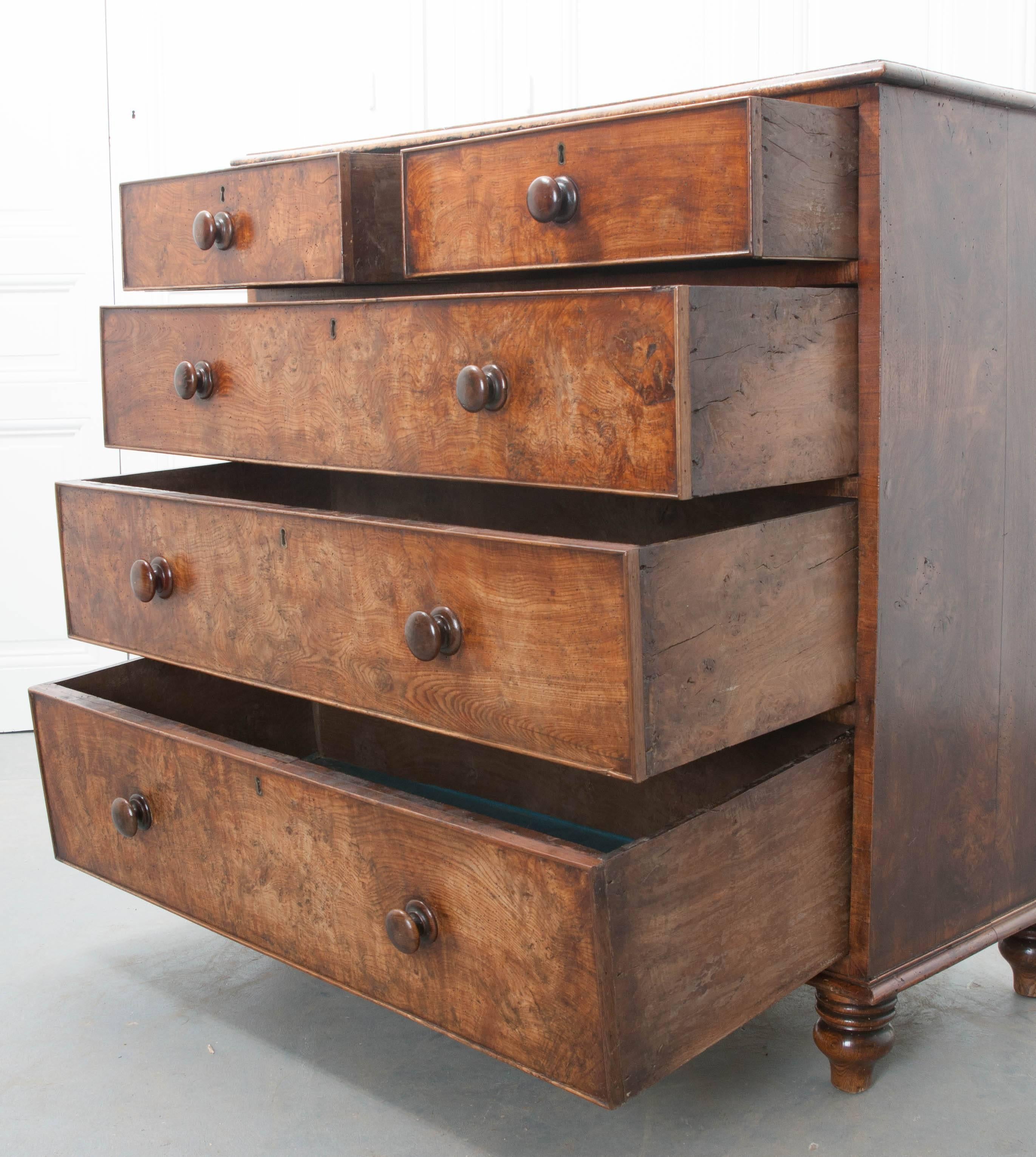 English Early 19th Century Burl Oak Chest of Drawers 3