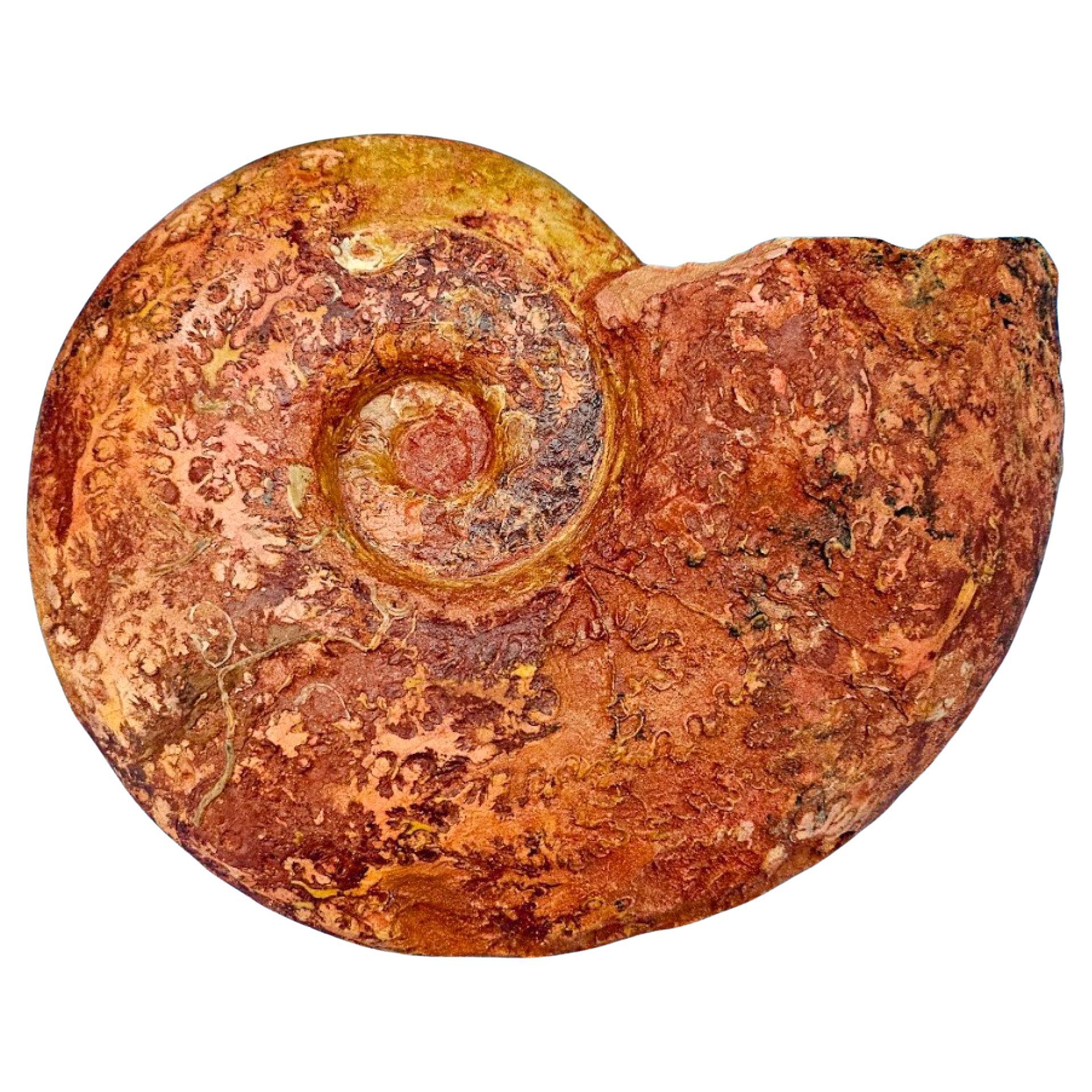 Large Ammonite, Rare Pachylytoceras Dilicidum Species, 190-200 Million Years Old