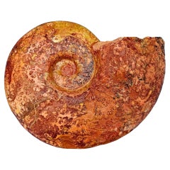 Großer Ammonit, seltene Pachylytoceras-Dilicidum-Art, 190-200 Millionen Jahre alt