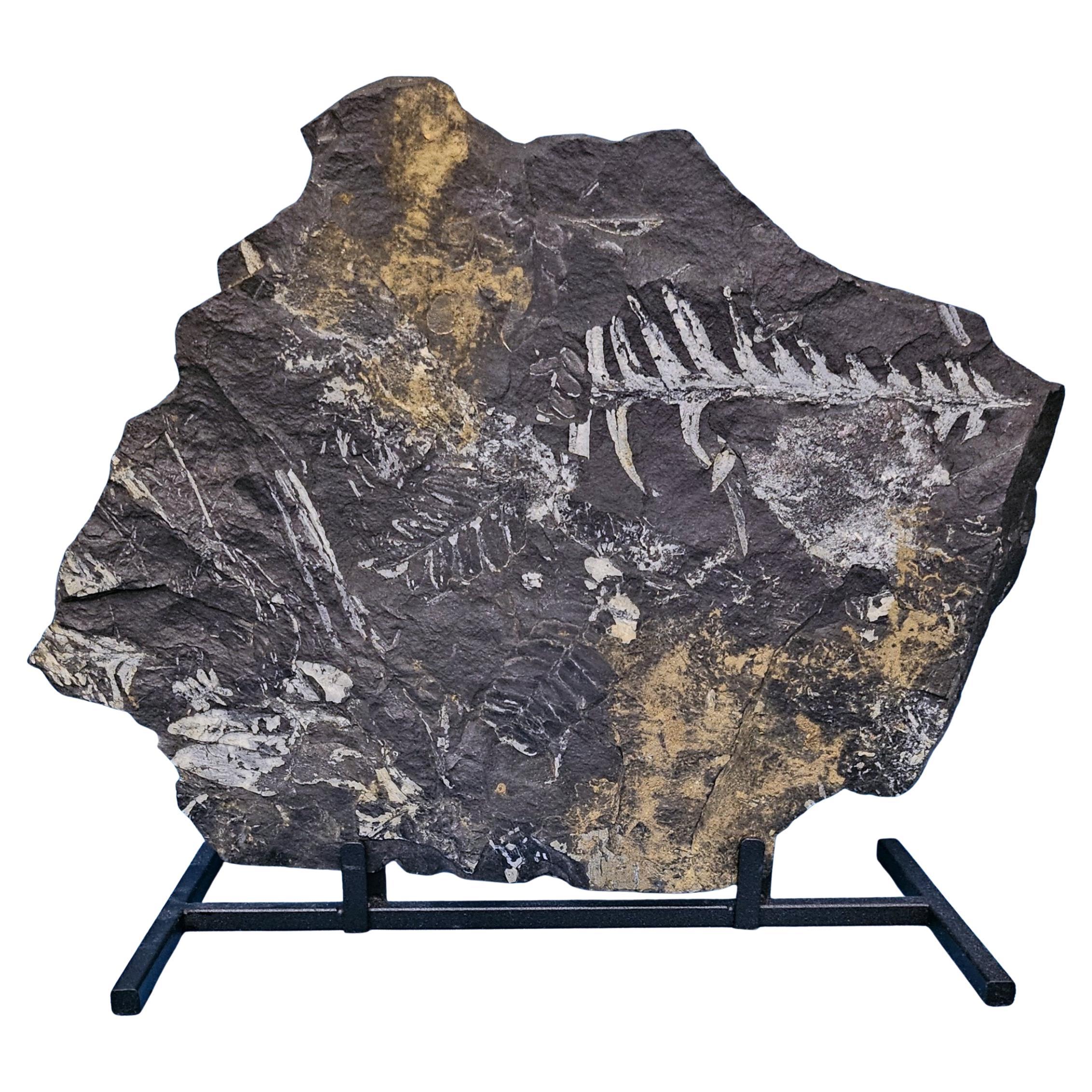 10" Neuropteris Specimen naturel de fougère arborescente fossile, 305 millions d
années