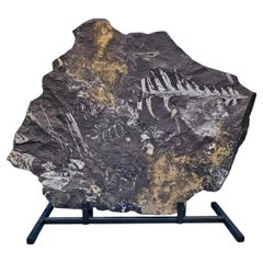 10" Neuropteris Specimen naturel de fougère arborescente fossile, 305 millions d
années