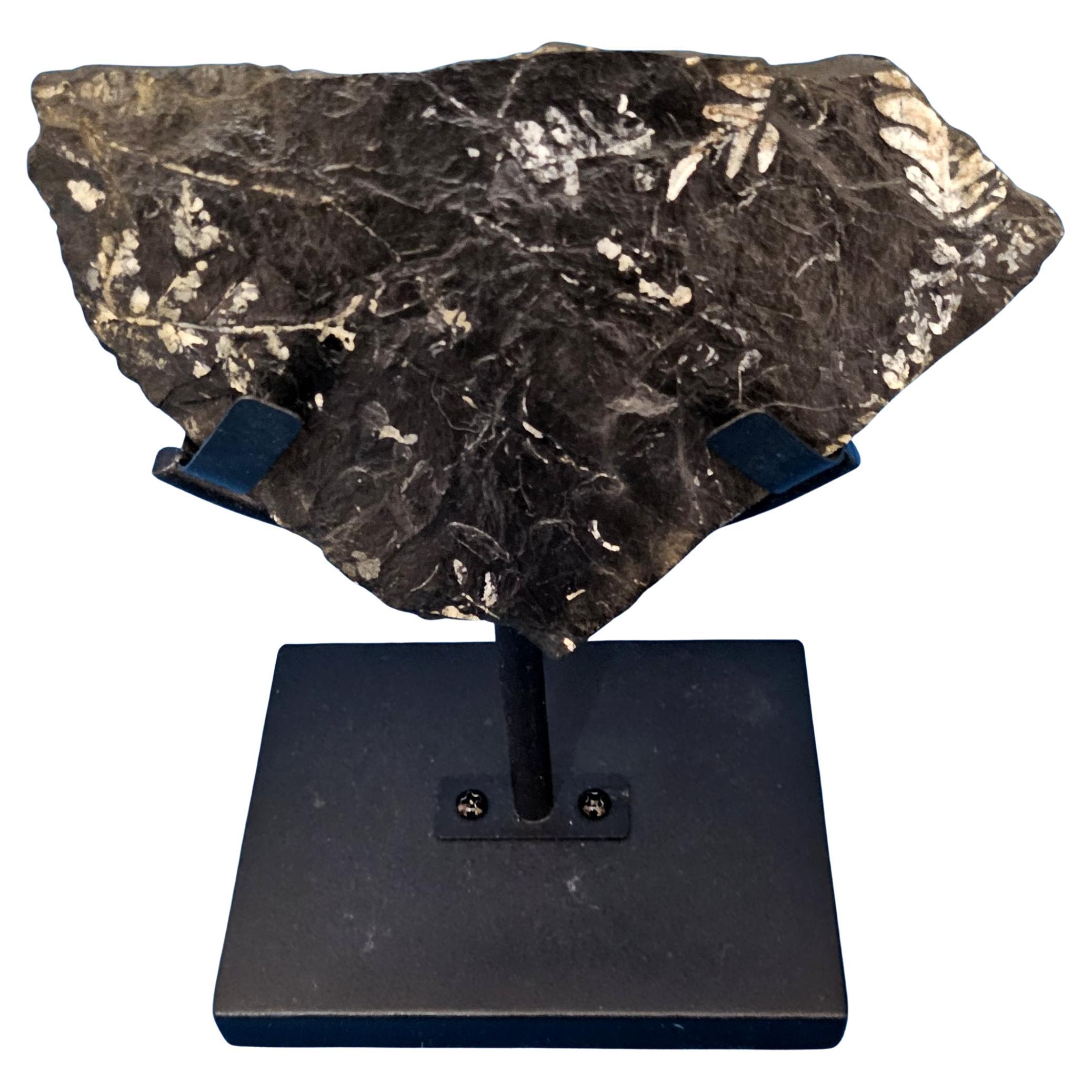 Alethopteris &/or Neuropteris Fern Fossil Specimen, around 300 Million Years Old For Sale