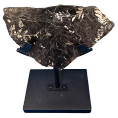 Spécimen fossile de fougère Alethopteris et/ou Neuropteris, âgé d
environ 300 millions d
années Spécimen fossile de fougère Alethopteris et/ou Neuropteris, âgé d
environ 300 millions d
années