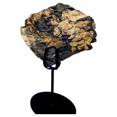 Neuralethopteris / Polymorphopteris Tree Fern Fossil, Paleozoic Era, 300+ m yrs