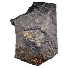 Fossile végétal, Paléozoïque : Pecopteris sp./Cyclopteris sp., Carbonifère ~305 millions d'années