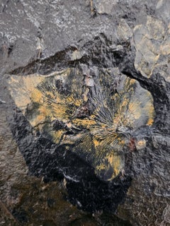 Fossile végétal, Paléozoïque : Pecopteris sp./Cyclopteris sp., Carbonifère ~305 millions d'années