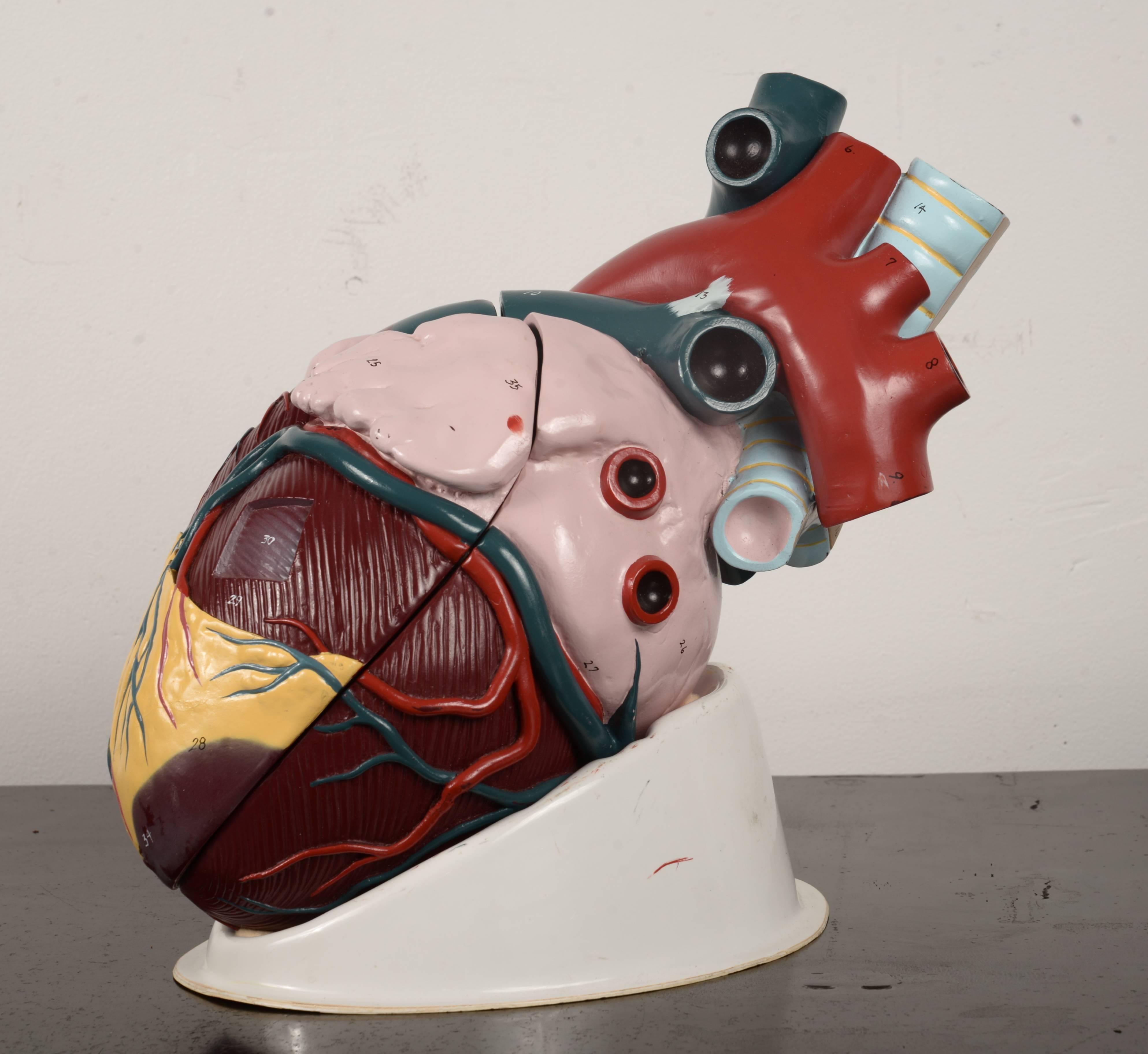 Unique and unusual segmented heart model.