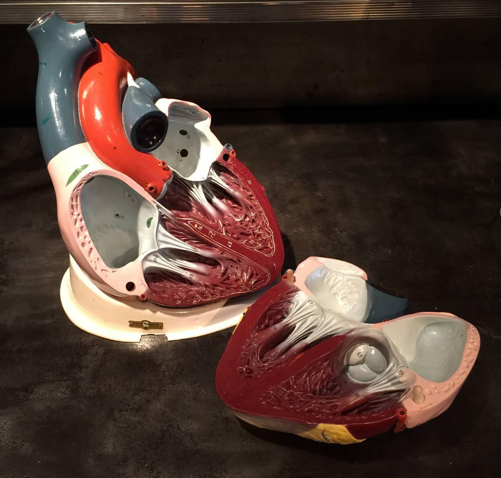 Vintage Heart Model In Good Condition For Sale In Seattle, WA