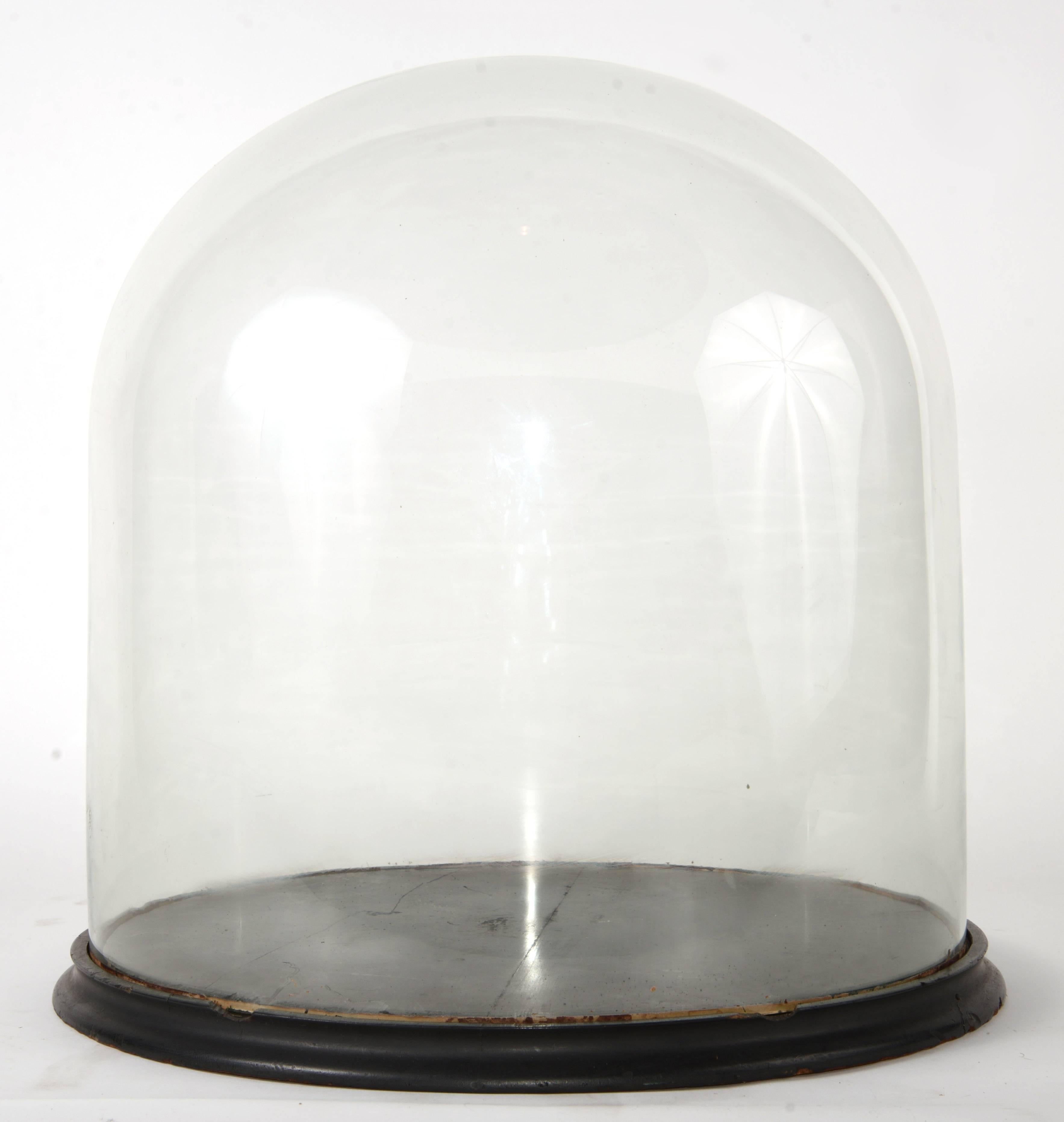 Victorian gold trimmed glass dome with black painted base.