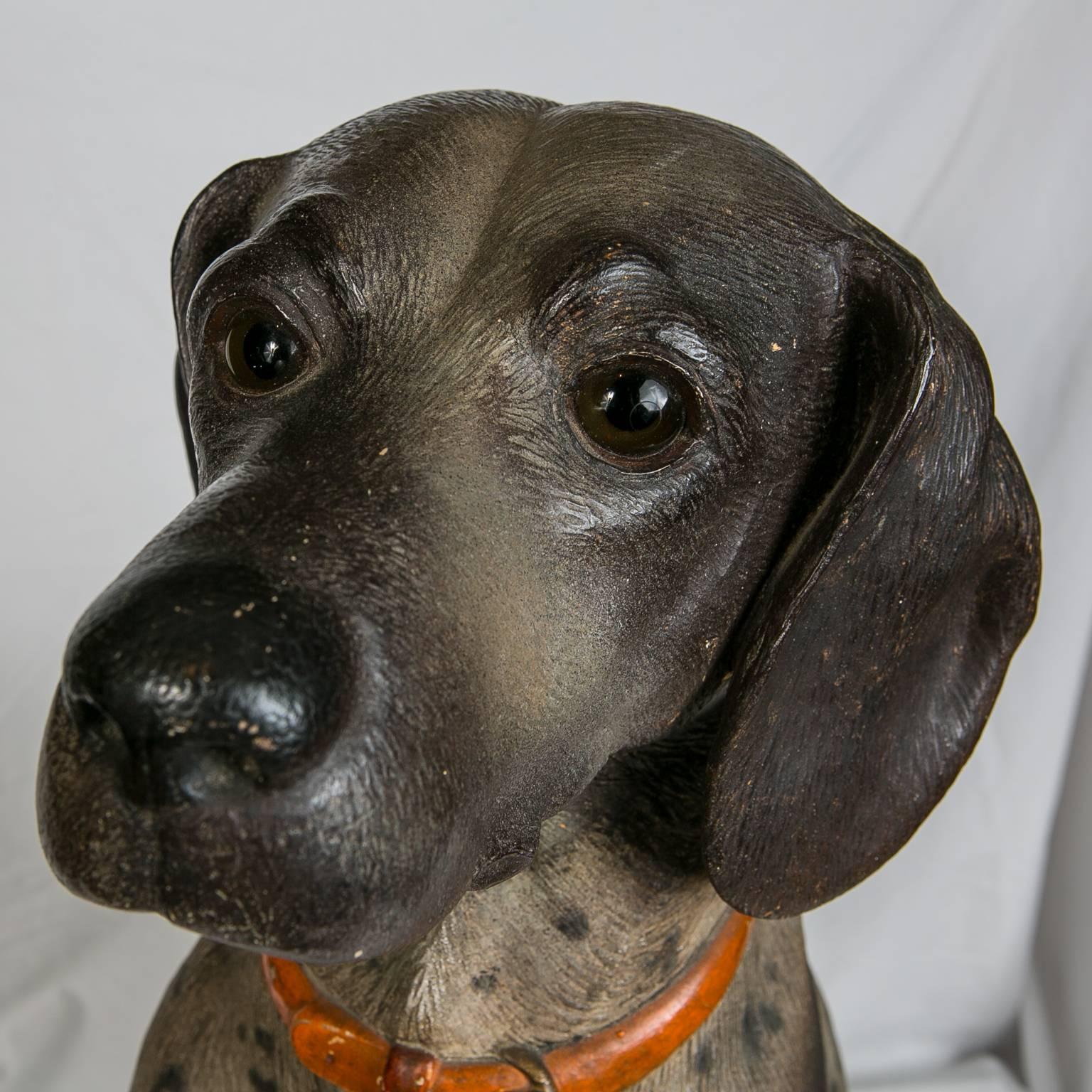 A rare and charming lifesize model of a hound with an outstanding face. This dog is a hunter, sturdy, and muscular he has acute scenting powers to follow a trail and has great stamina to run down quarry. With his master he is sweet and gentle. Made