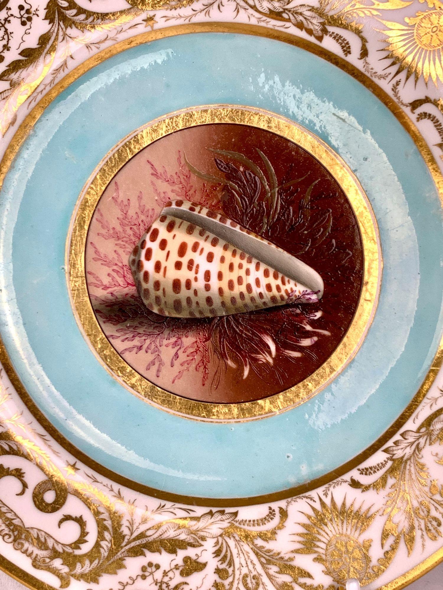 Dieser exquisite antike Porzellanteller wurde zwischen 1807 und 1813 von Barr Flight Barr Worcester in England hergestellt.
In der Mitte befindet sich eine fein handgemalte Darstellung einer Kegelmuschel, Conus textile, die in sanften Elfenbein- und