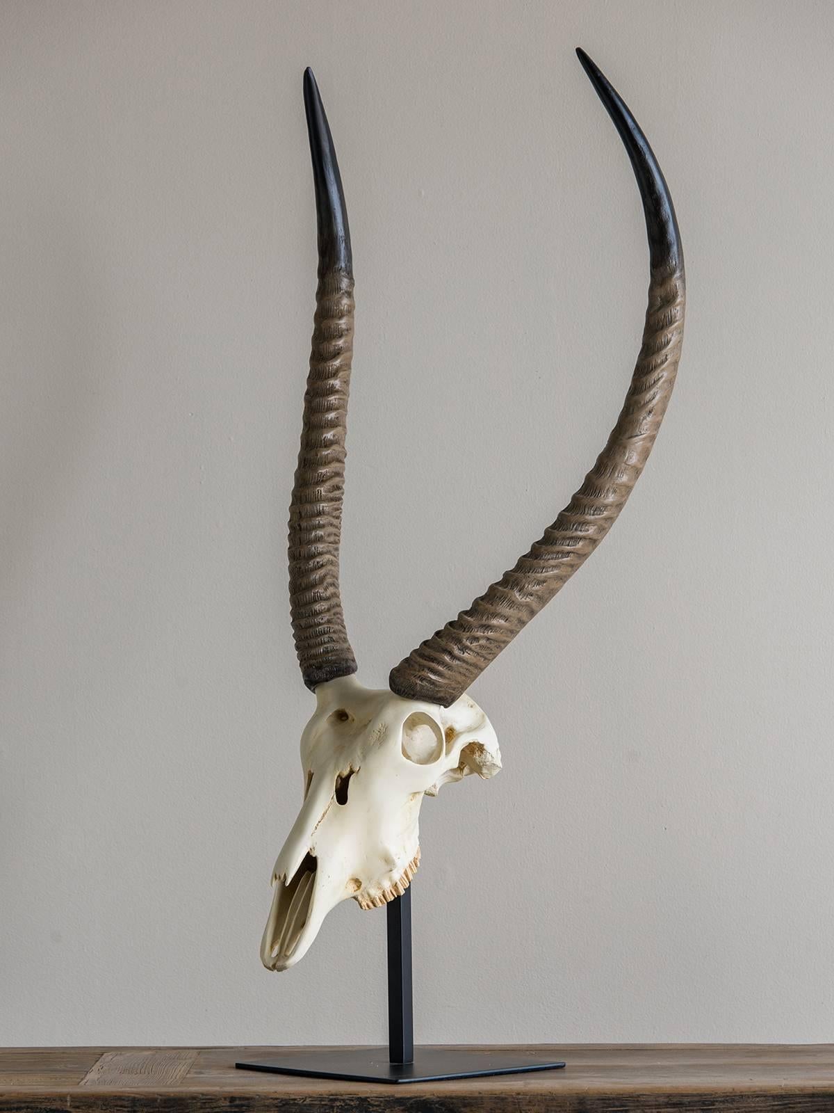 antalope skull